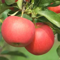 Co to jest sad owocowy? Odkryj jego tajemnice i zalety uprawy